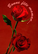 Roses &eacute;clatantes pour la f&ecirc;te des m&egrave;res